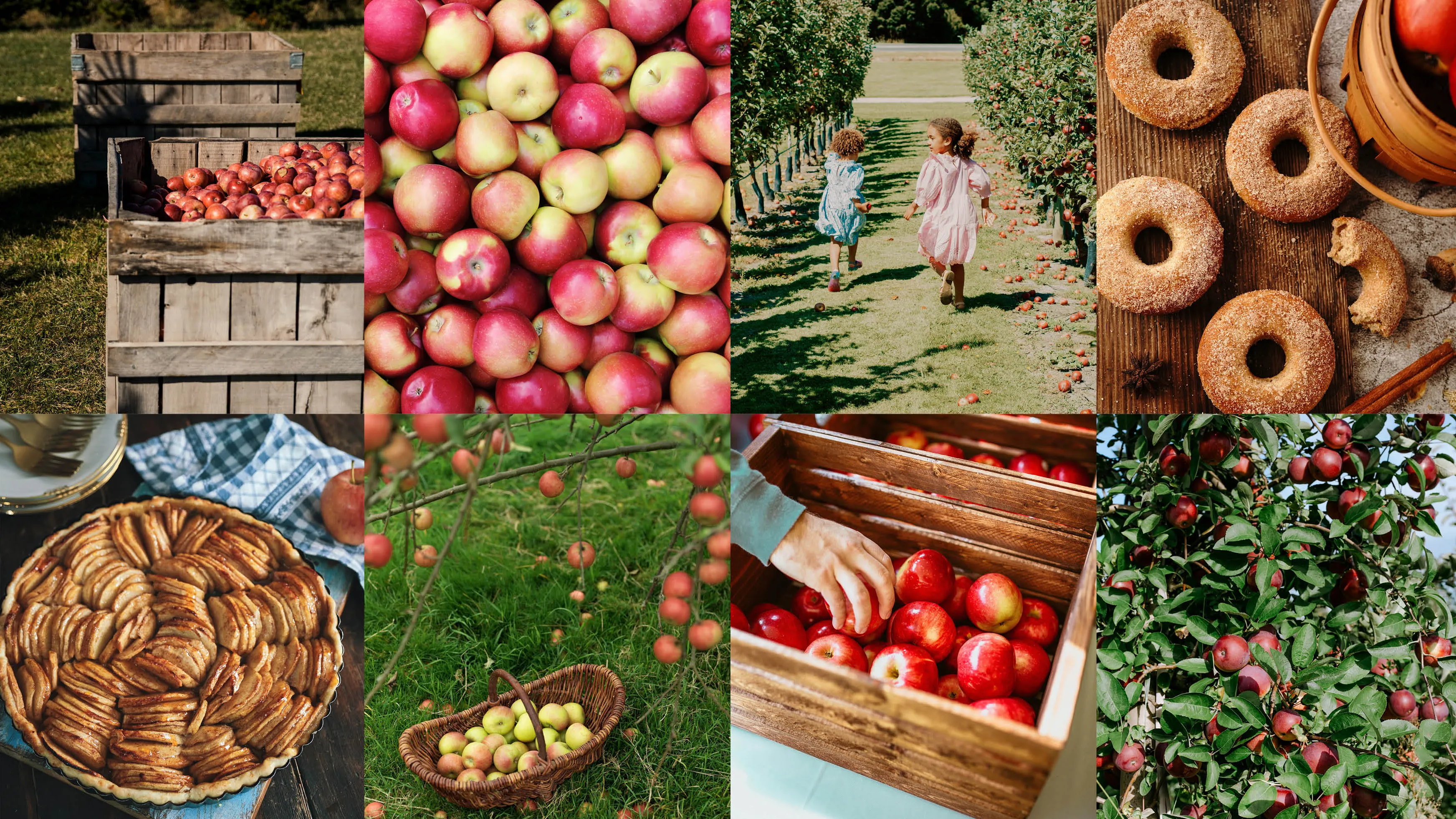Apple Picking 00 ID lede FULL BLEED